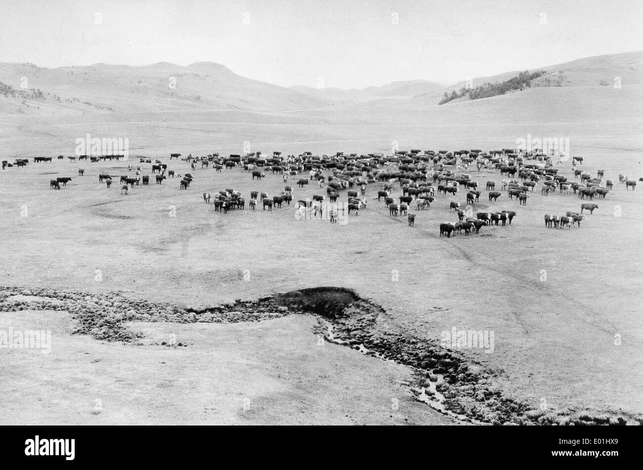 Livestock breeding in Argentina, around 1930 Stock Photo