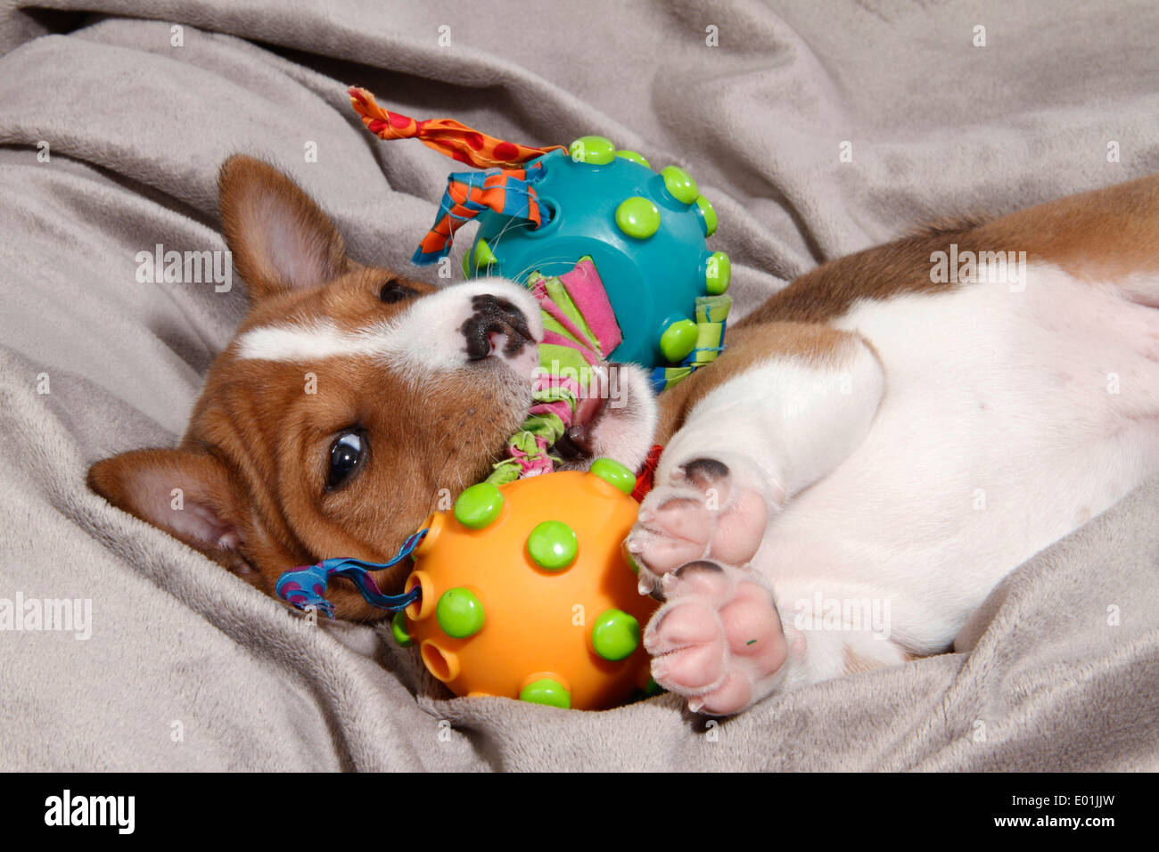 Basenji. Puppy with playthings lying on a blanket. Germany Stock Photo