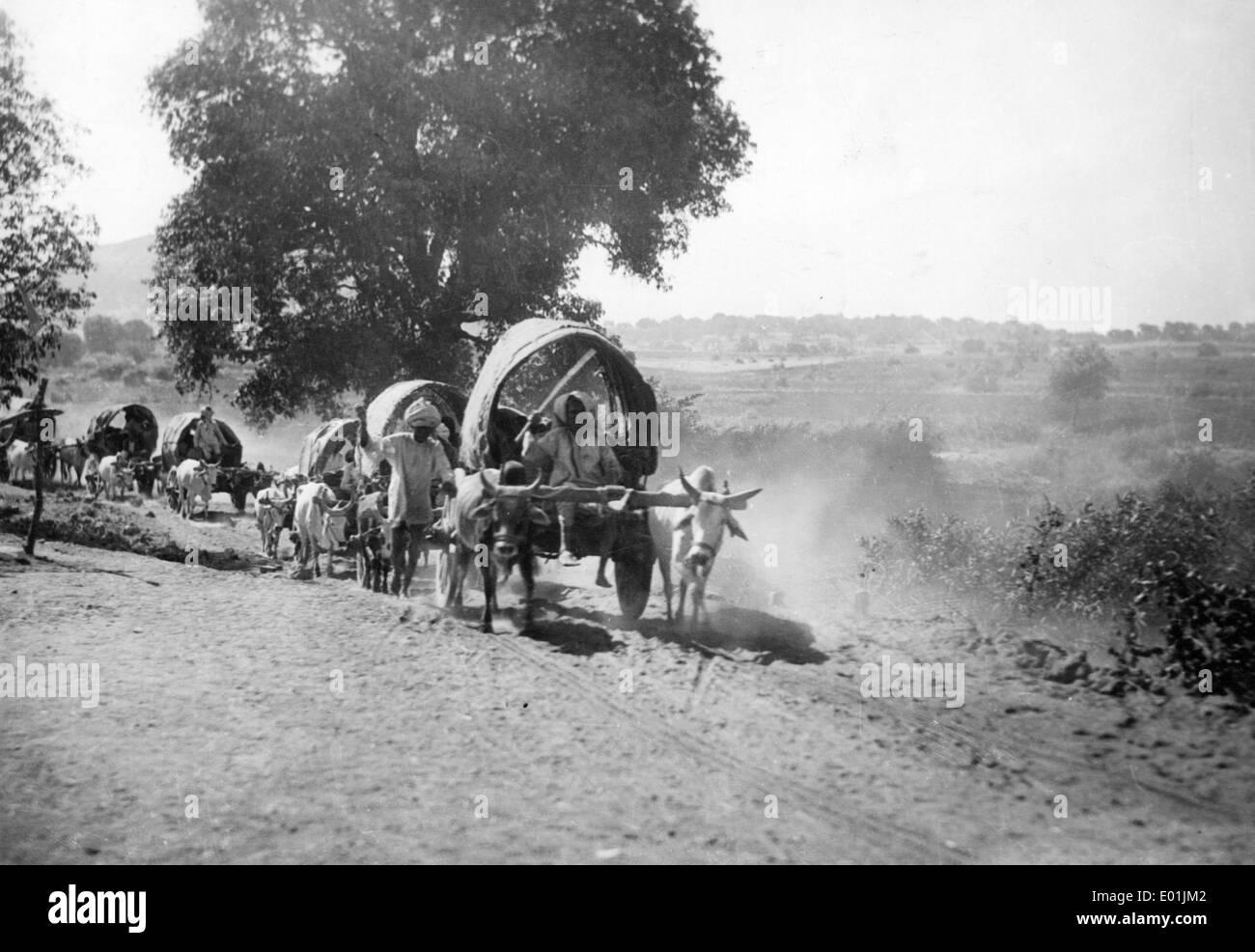 Indian yokes of oxen, 1931 Stock Photo