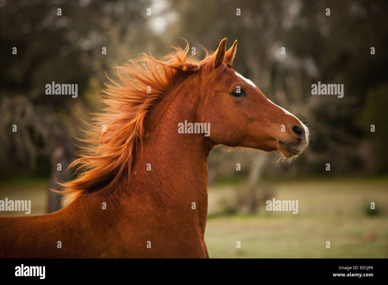 Pura Raza Arabe, Arabian horse, chestnut with blaze, portrait, Majorca, Balearic Islands, Spain Stock Photo