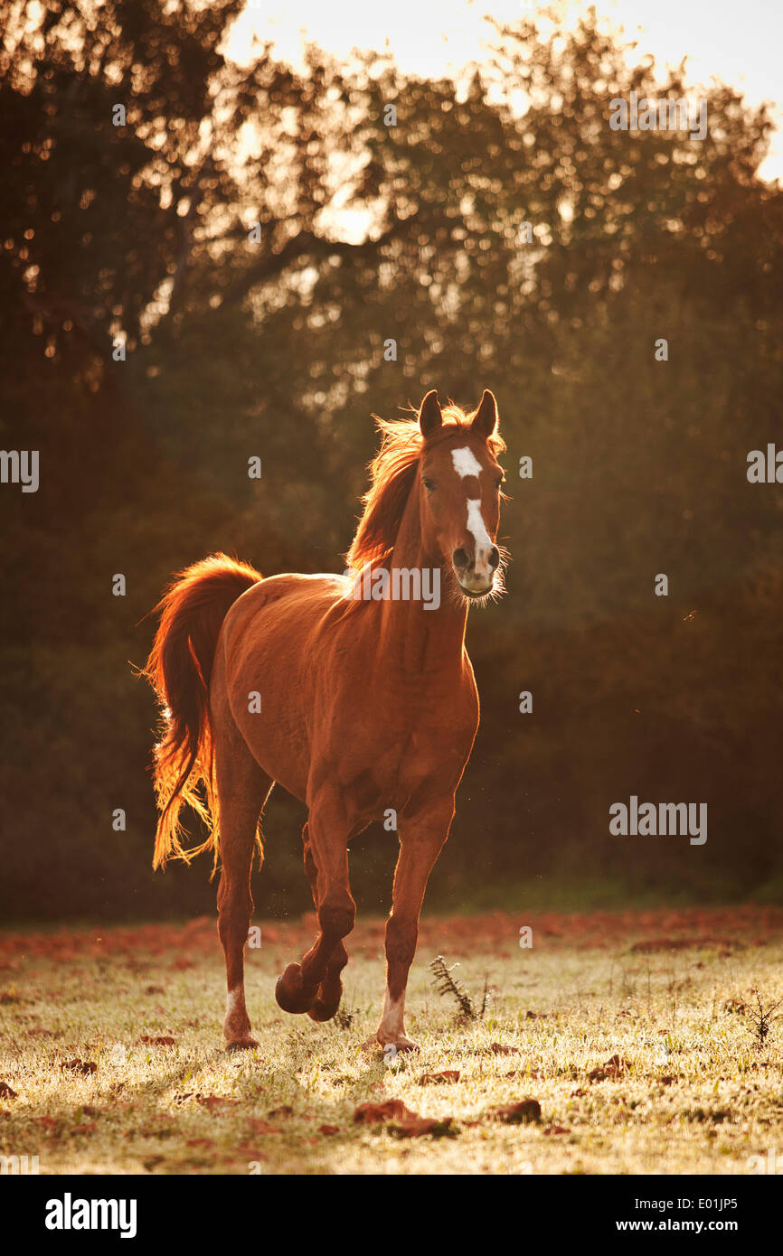 Pura Raza Arabe, Arabian horse, chestnut with blaze, trotting on meadow, backlit in the morning, Majorca, Balearic Islands Stock Photo