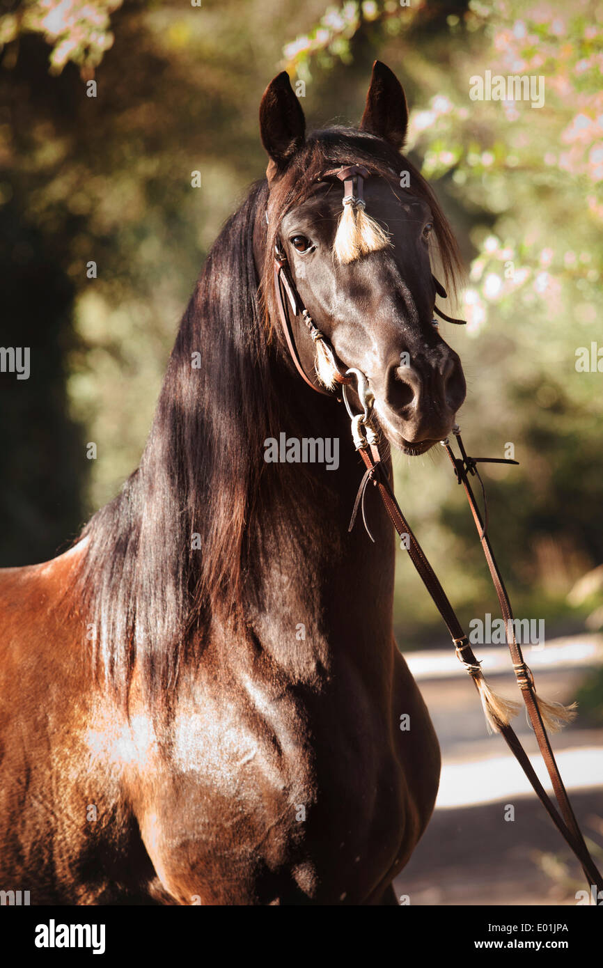 PRE or Pura Raza Española, black stallion, portrait, with Spanish bridle, Llucmajor, Majorca, Balearic Islands, Spain Stock Photo