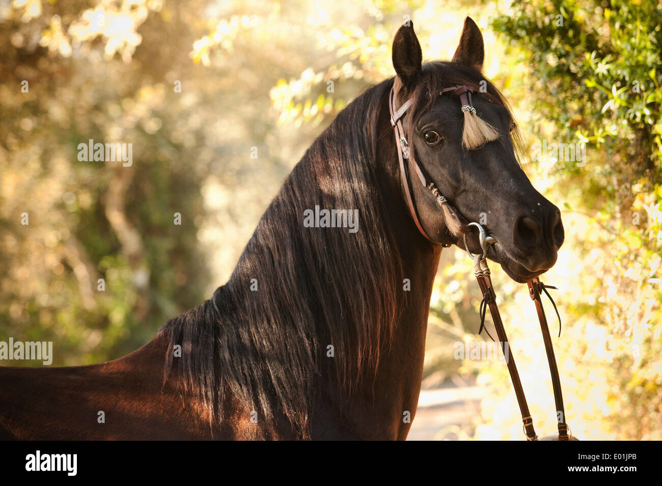 PRE or Pura Raza Española, black stallion, portrait, with Spanish bridle, Llucmajor, Majorca, Balearic Islands, Spain Stock Photo