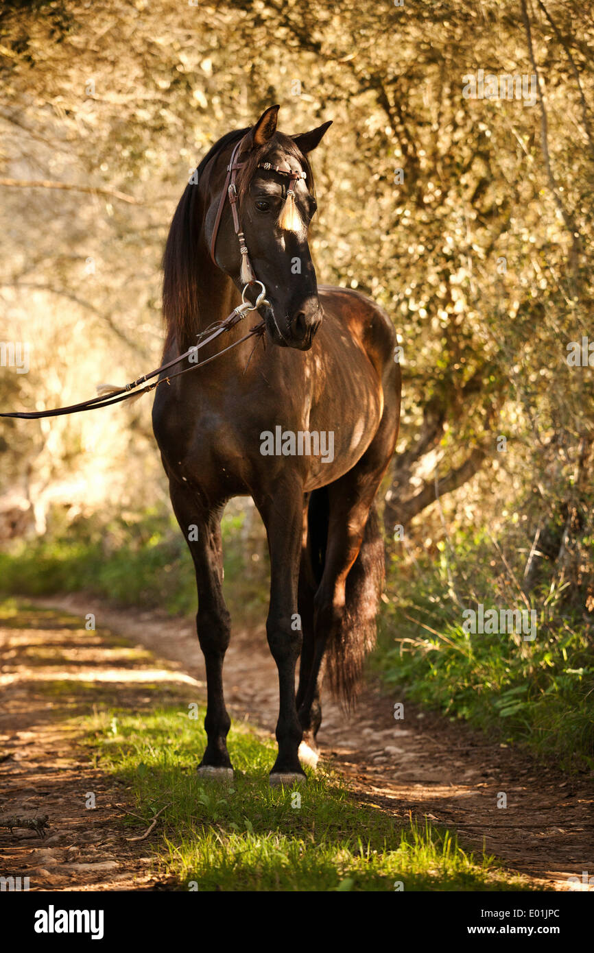 PRE or Pura Raza Española, black stallion, with Spanish bridle, standing on dirt road, Llucmajor, Majorca, Balearic Islands Stock Photo