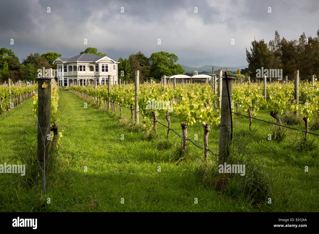 Vineyards of the Cambridge Road Winery, Martinborough, Wellington region, North Island, New Zealand, Pacific Stock Photo