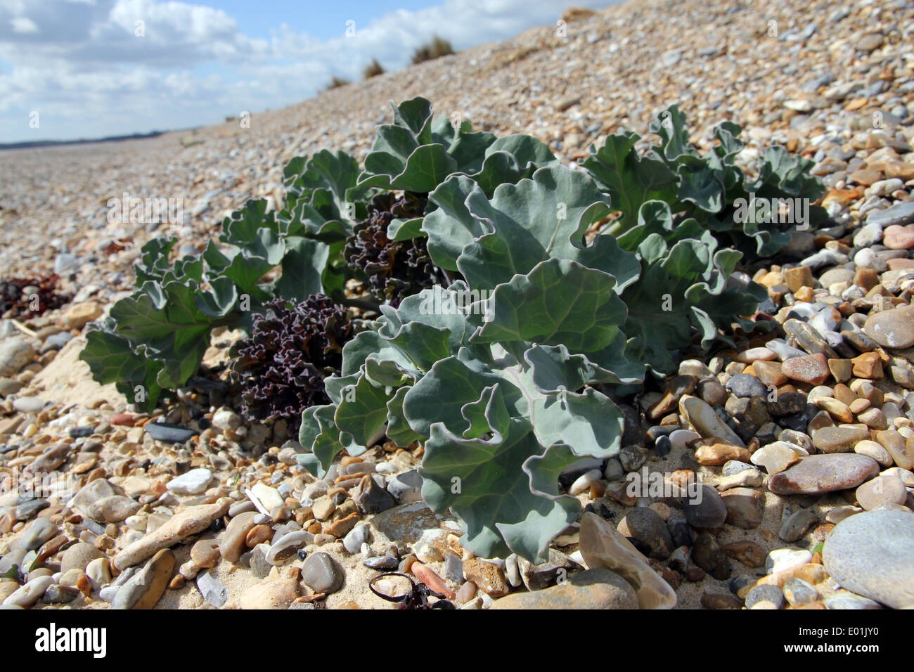 Sea Kale Crambe maritima on shingle beach, Walberswick, North Sea coast of Suffolk, England. Stock Photo