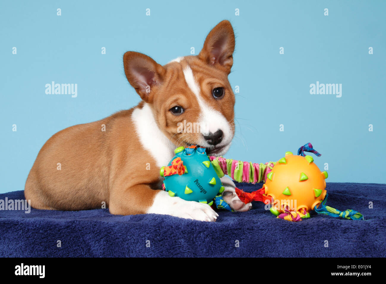 Basenji. Puppy lying while chewing on playthings. Studio picture. Germany Stock Photo