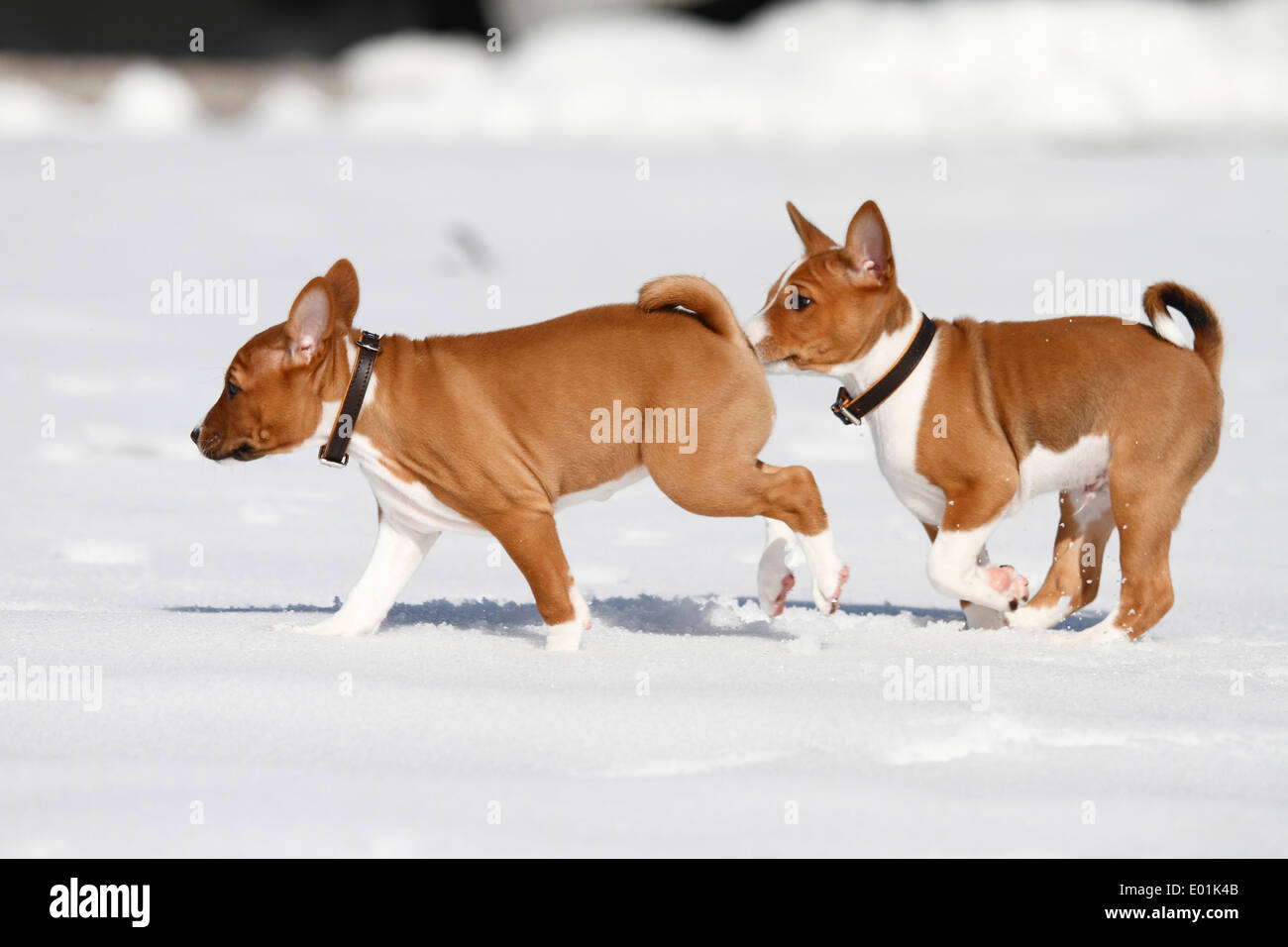 Basenji. Two puppies running on snow. Germany Stock Photo