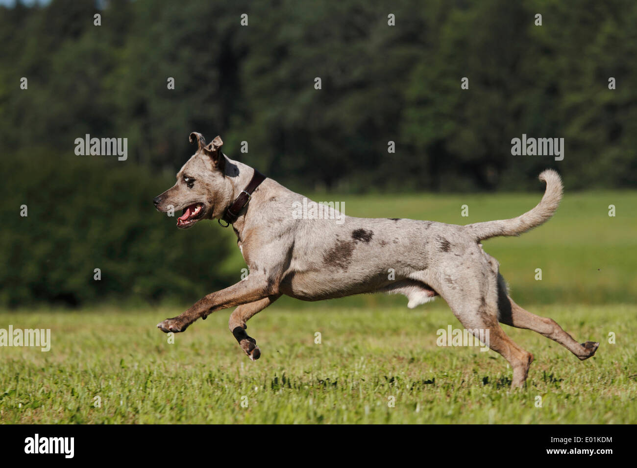 Louisiana Catahoula Leopard Dog Adult Running On A Meadow Germany Stock Photo Alamy