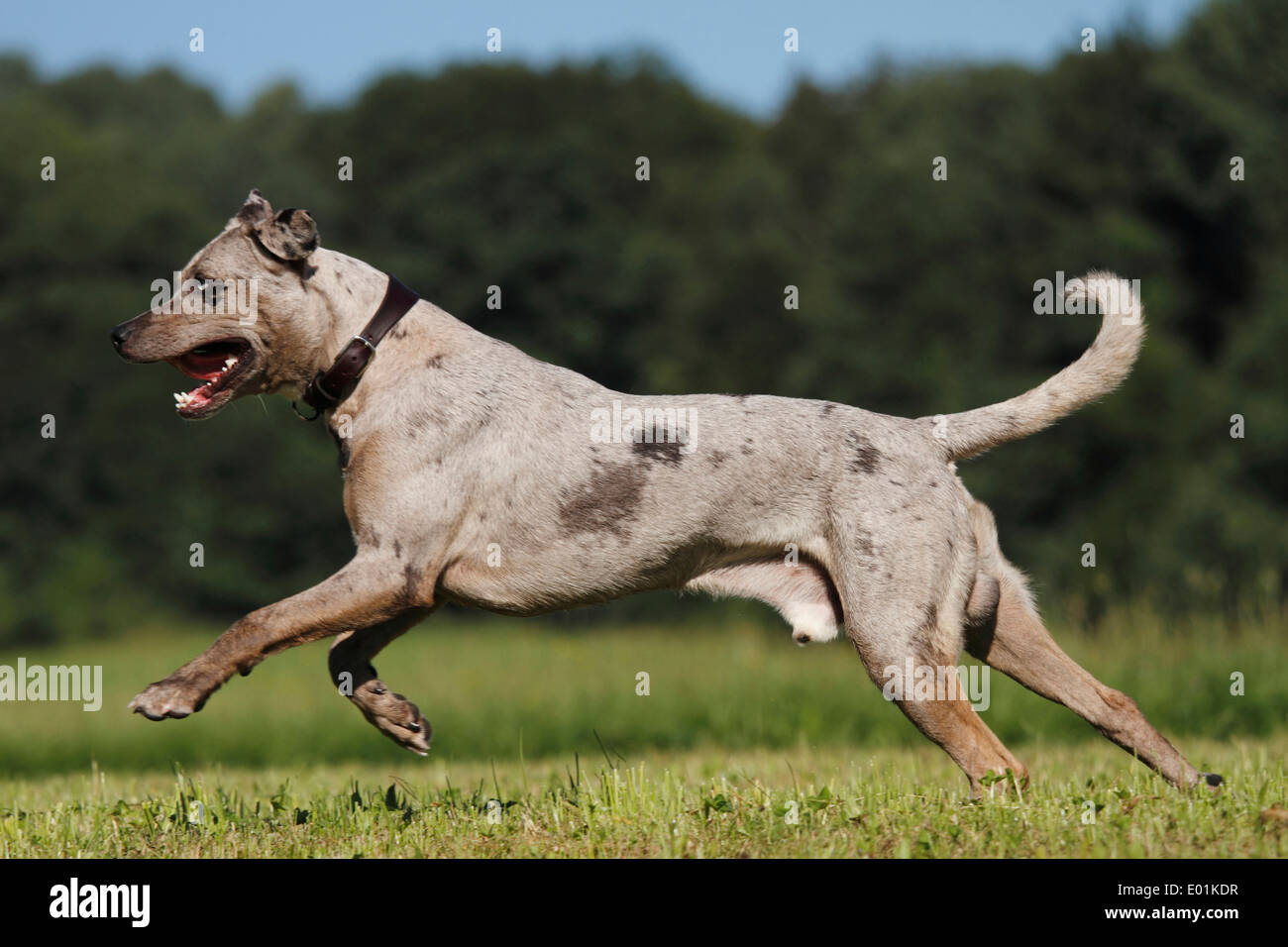 Louisiana Catahoula Leopard Dog Zchter Deutschland