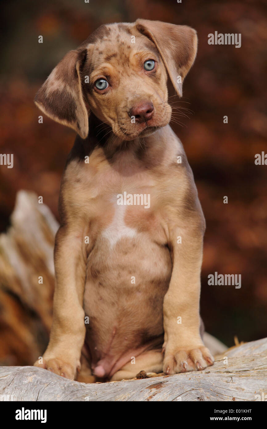 Louisiana Catahoula Leopard Dog Zchter Deutschland