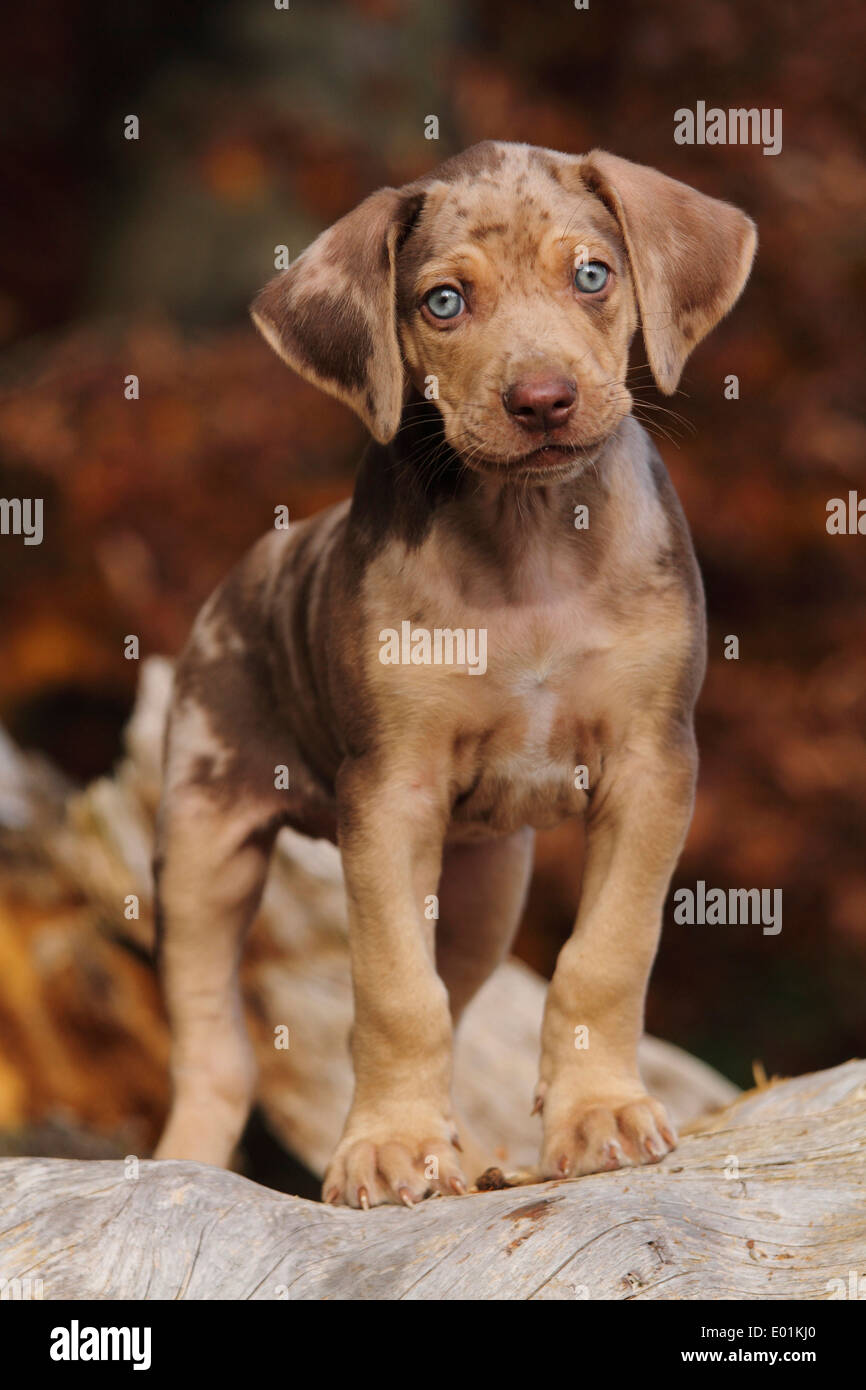 baby catahoula leopard dog