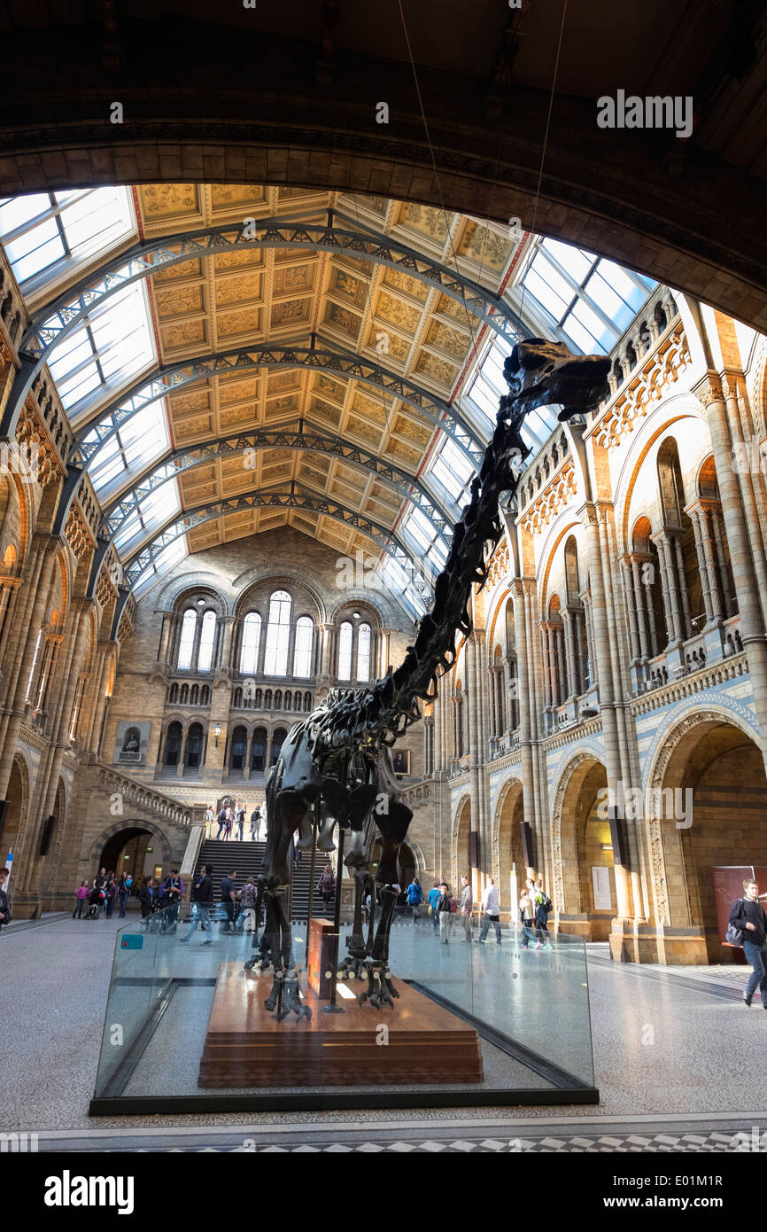 Dinosaur on display at  the Natural History Museum in London United Kingdom Stock Photo