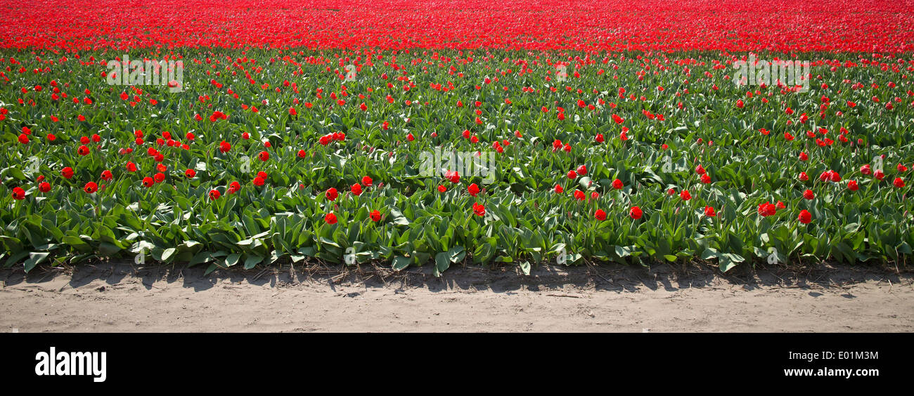 the spring tulips of keukenhof Stock Photo - Alamy