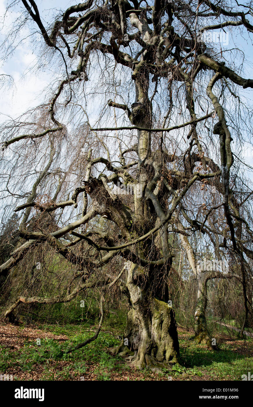 Old european beech (fagus sylvatica) in the park Buchlovice, Czech republic. Stock Photo