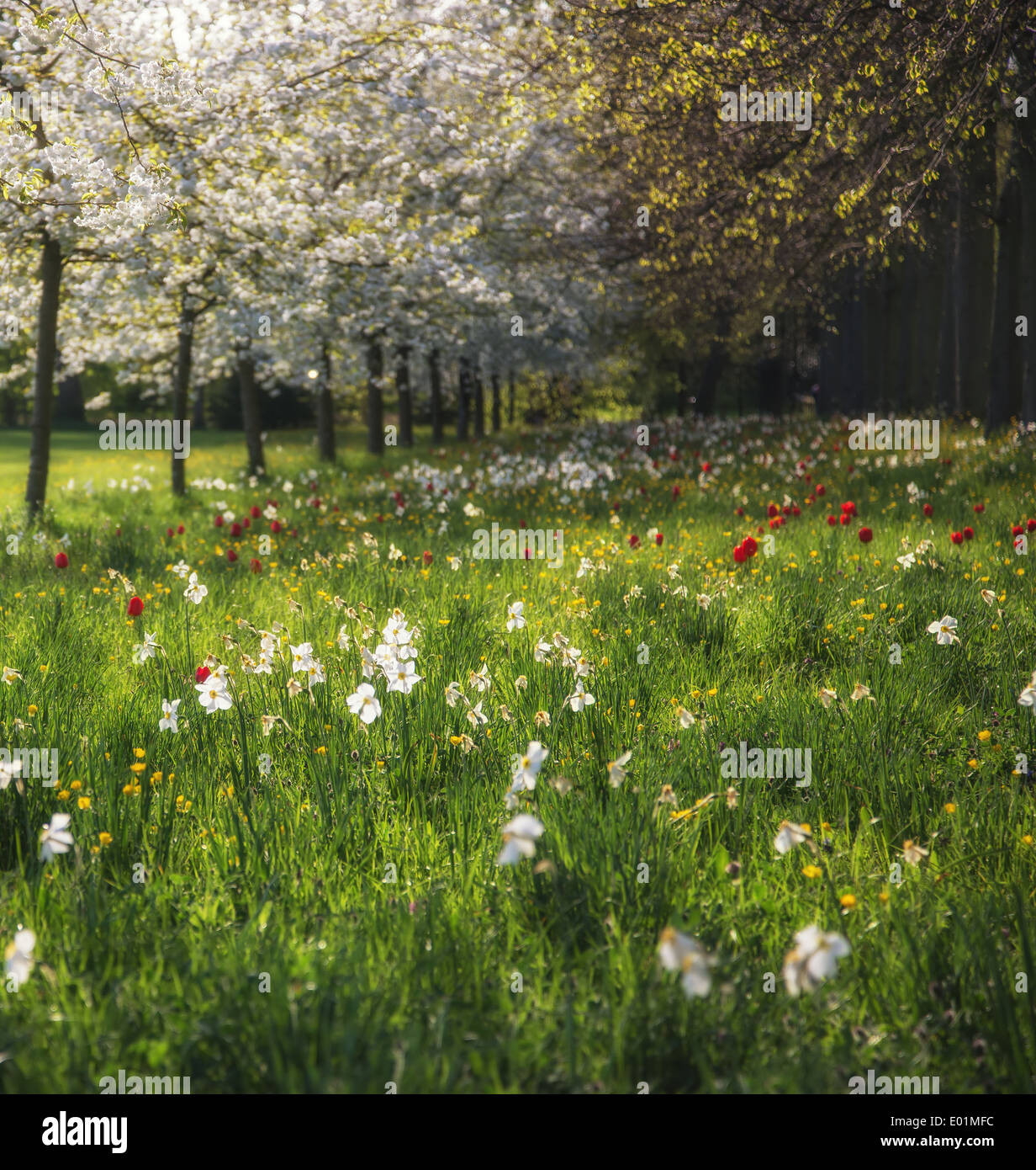 Beautiful Spring Summer flower meadow landscape in sunlight Stock Photo