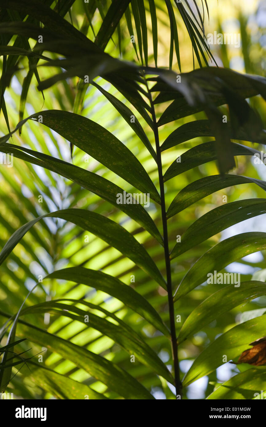 Foliage backdrop. Overlapping Palm leaves (Arecaceae ), creating repeat pattern. Stock Photo