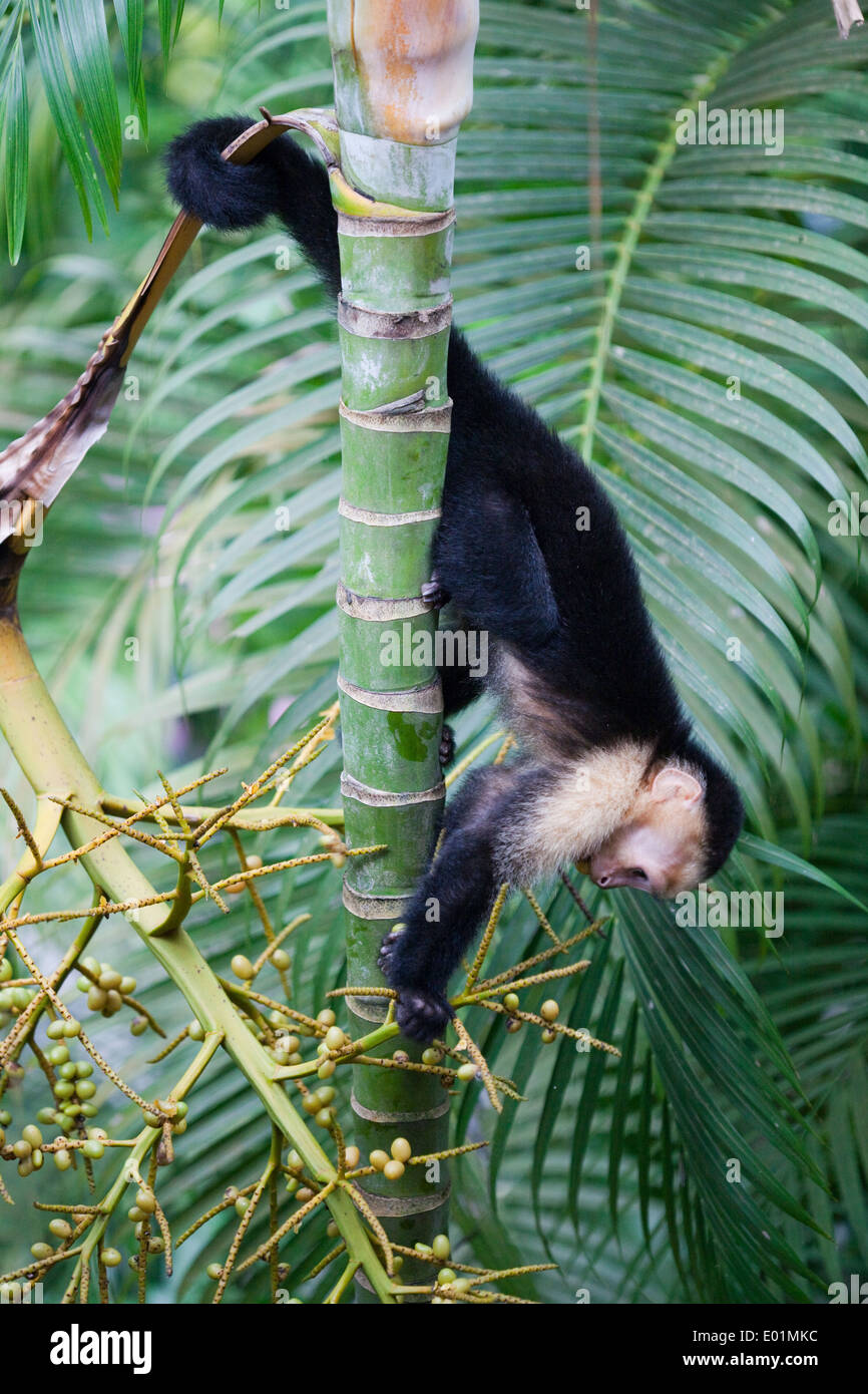 White-faced Capuchin Monkey (Cebus capucinus). Searching and selecting ripe fruits. Note use of prehensile tail. Costa Rica. Stock Photo