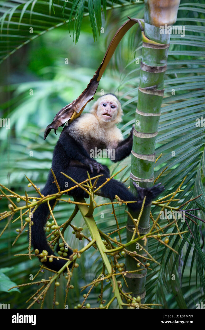 White-faced Capuchin Monkey (Cebus capucinus). Searching for fruits. Costa Rica. Stock Photo