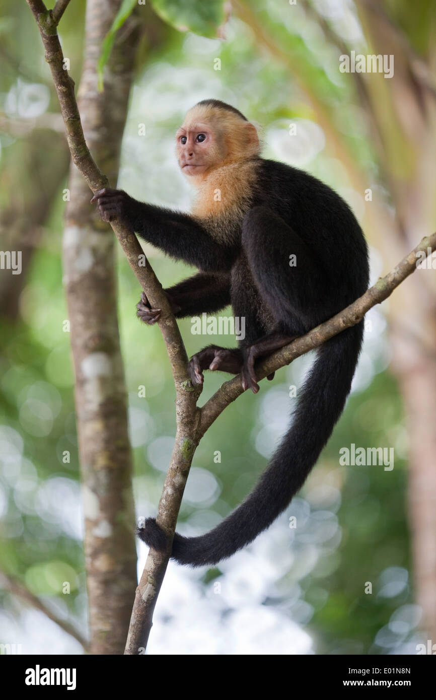 White-faced Capuchin Monkey (Cebus capucinus). Tropical dry forest. Manuel Antonio National Park. Costa Rica. Stock Photo