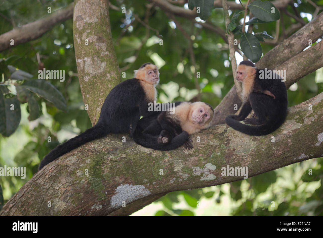 White-faced Capuchin Monkeys (Cebus capucinus). Resting and grooming. Tropical dry forest. Manuel Antonio National Park. Stock Photo