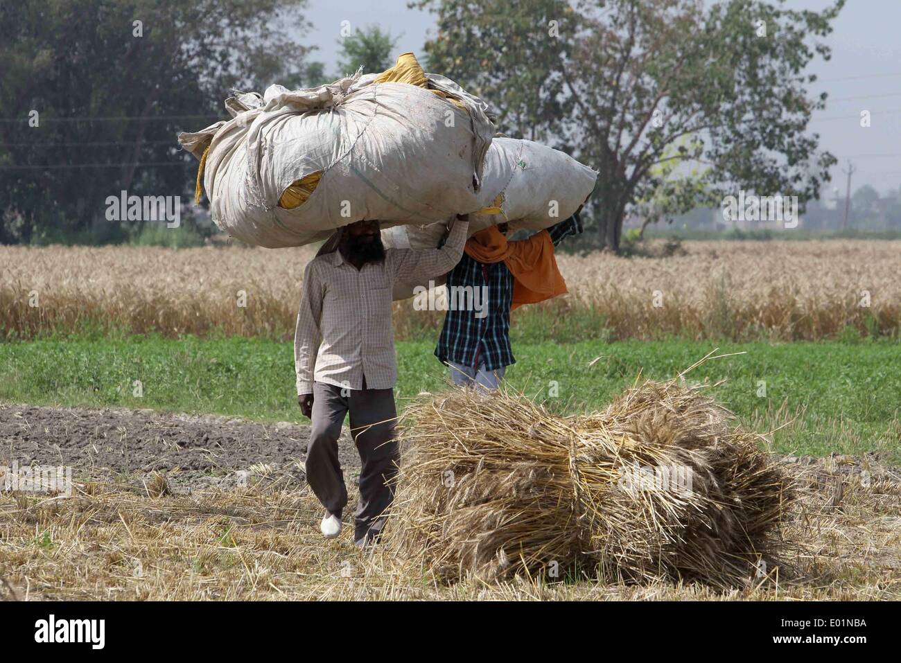 Threshing Winter 2014