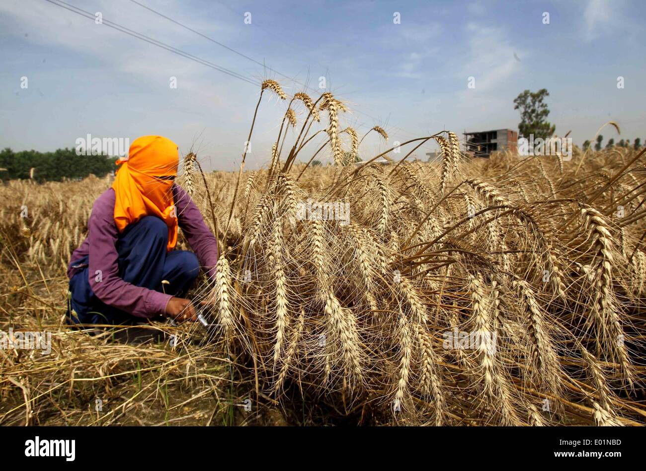Punjabi Farmer High Resolution Stock Photography and Images Alamy