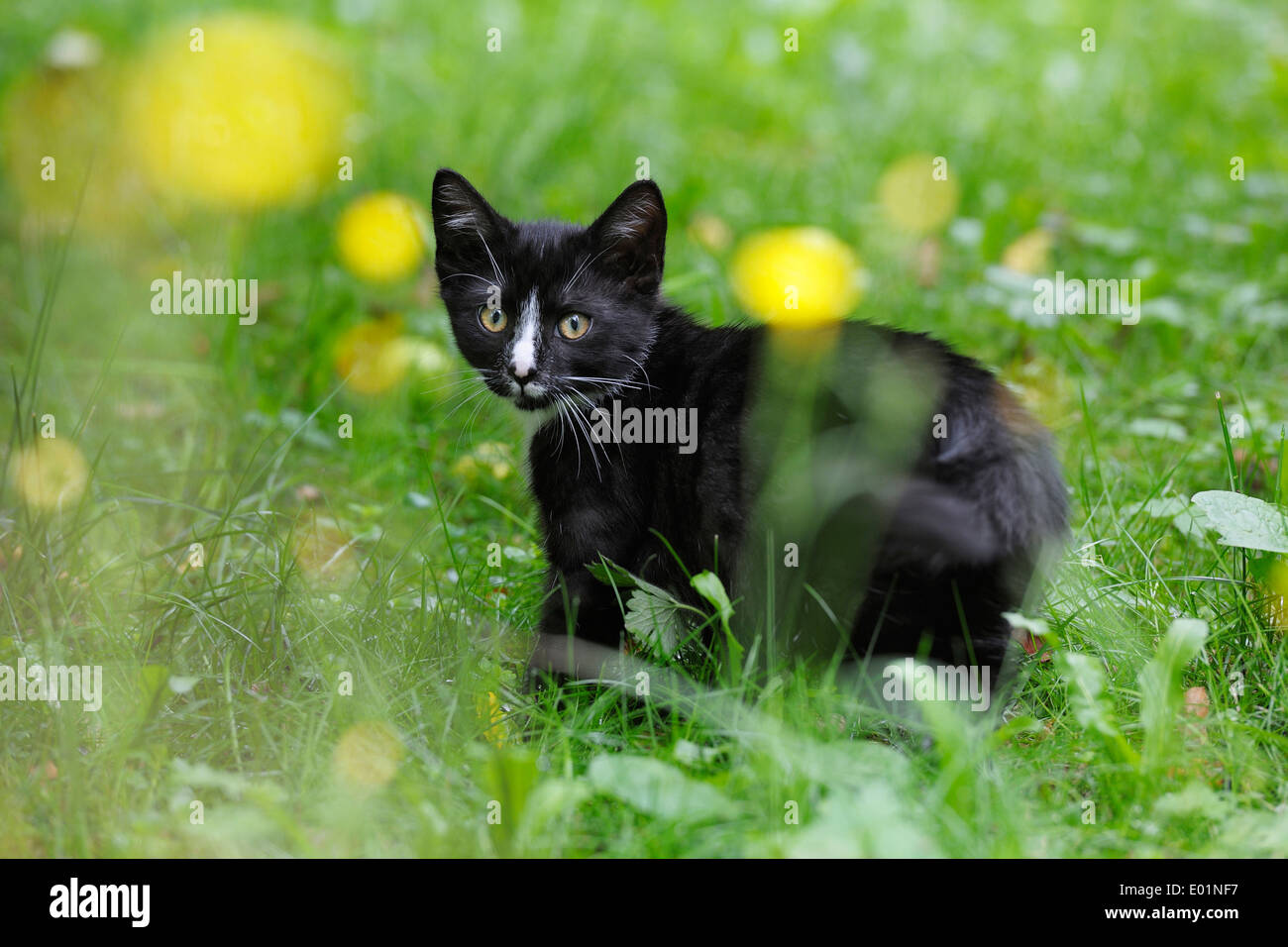 Domestic Cat Black And White Kitten In A Flowering Meadow Germany