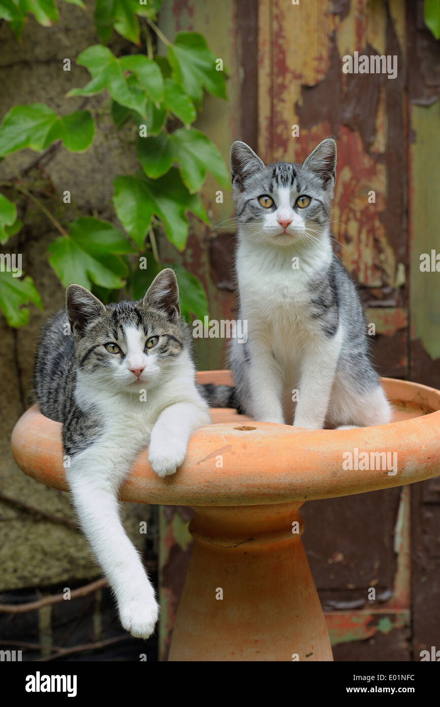 Two tabby kittens felis silvestris hi-res stock photography and images ...
