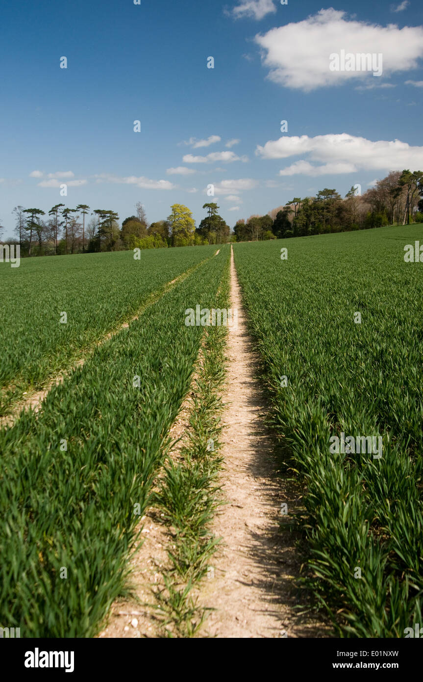 new young crops growing in a field in springtime in Kent, UK. Stock Photo