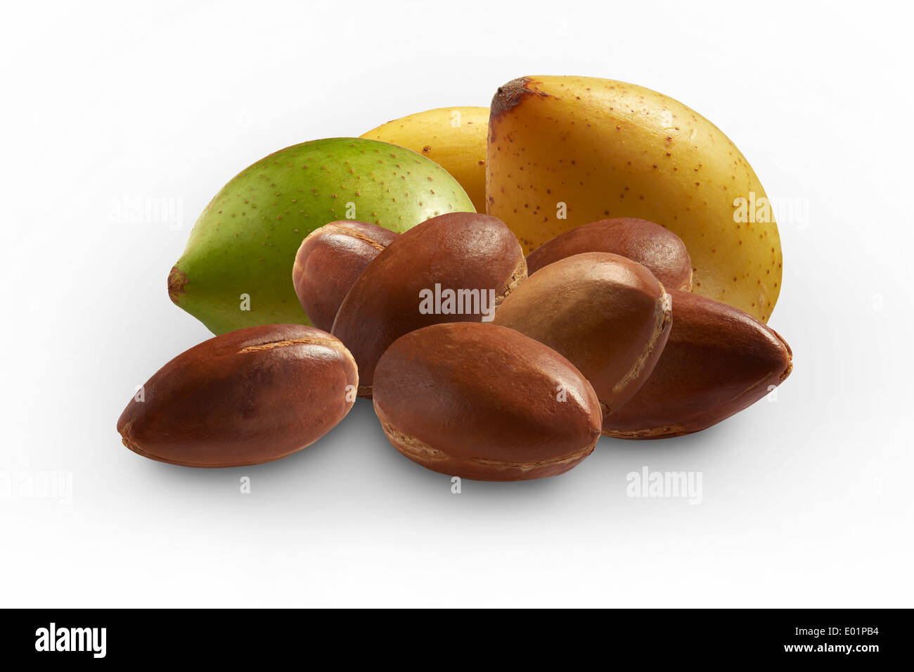 Fresh Argan nuts (Argania spinosa), peeled and unpeeled against a white background Stock Photo