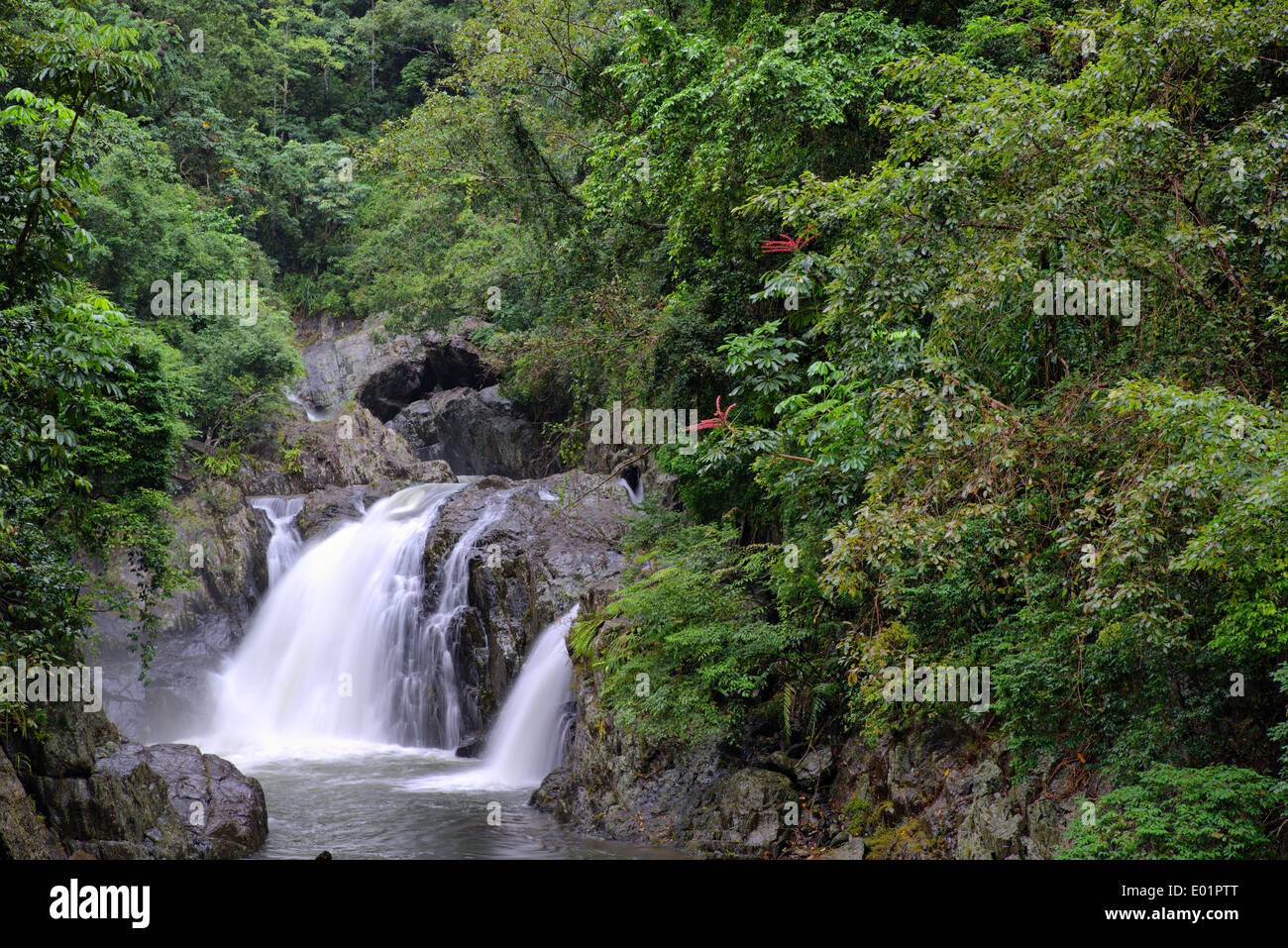 Crystal Cascades rainforest, Cairns, Queensland, Australia Stock Photo