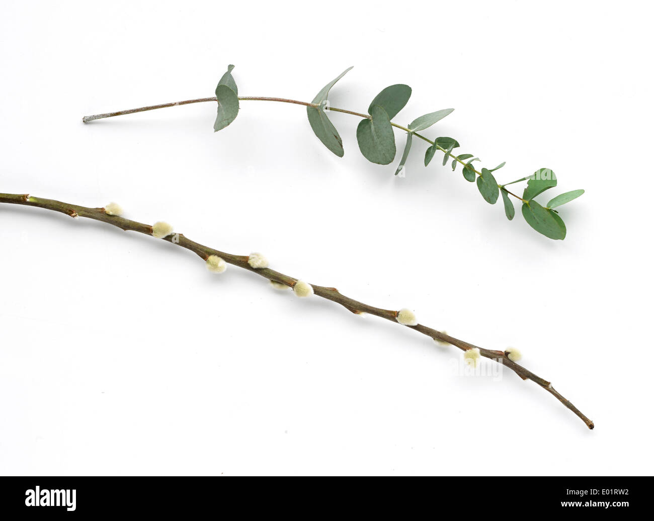 Leafy stem and thin budding branch Stock Photo