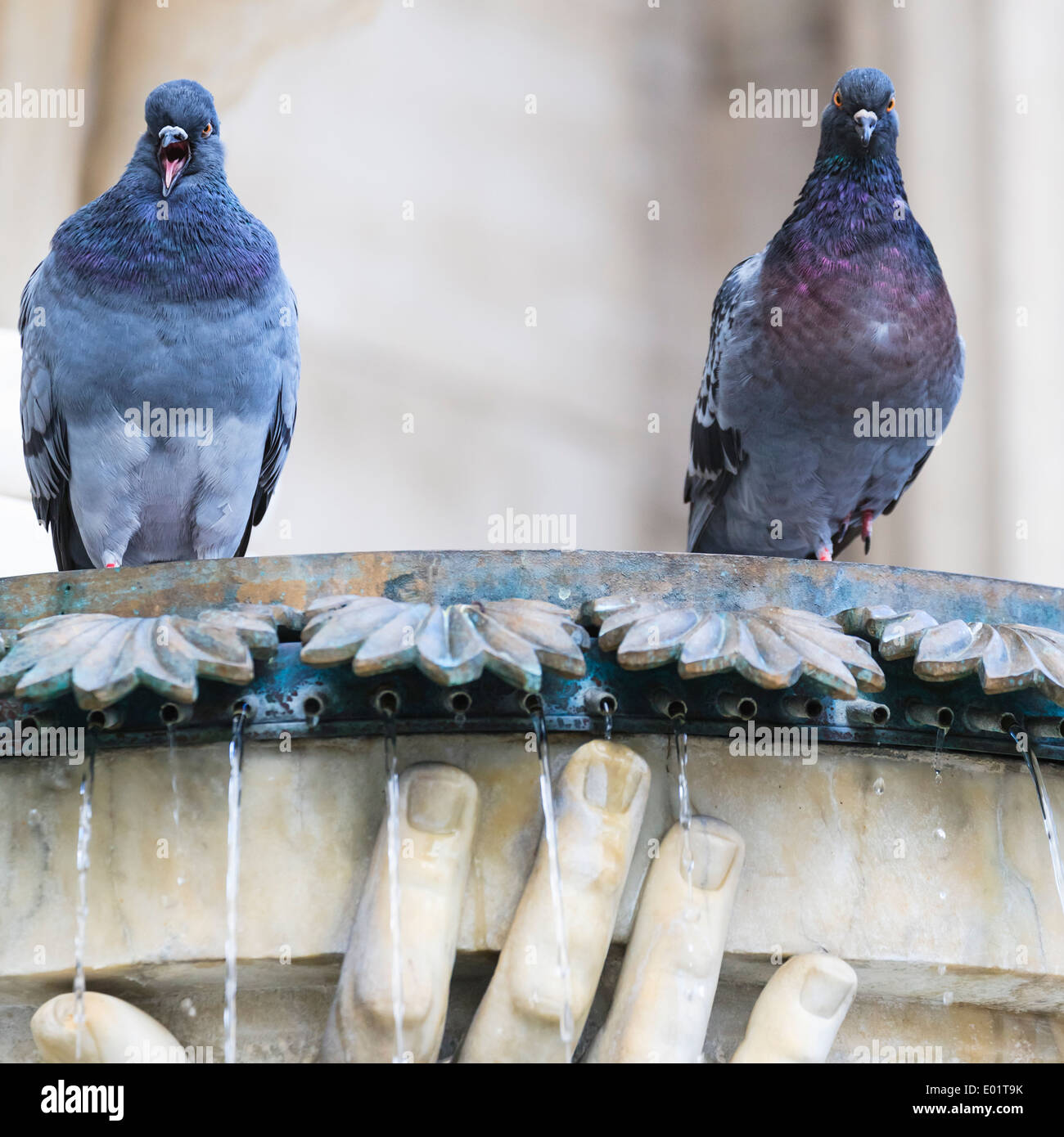 Domestic Pigeons Stock Photo Alamy