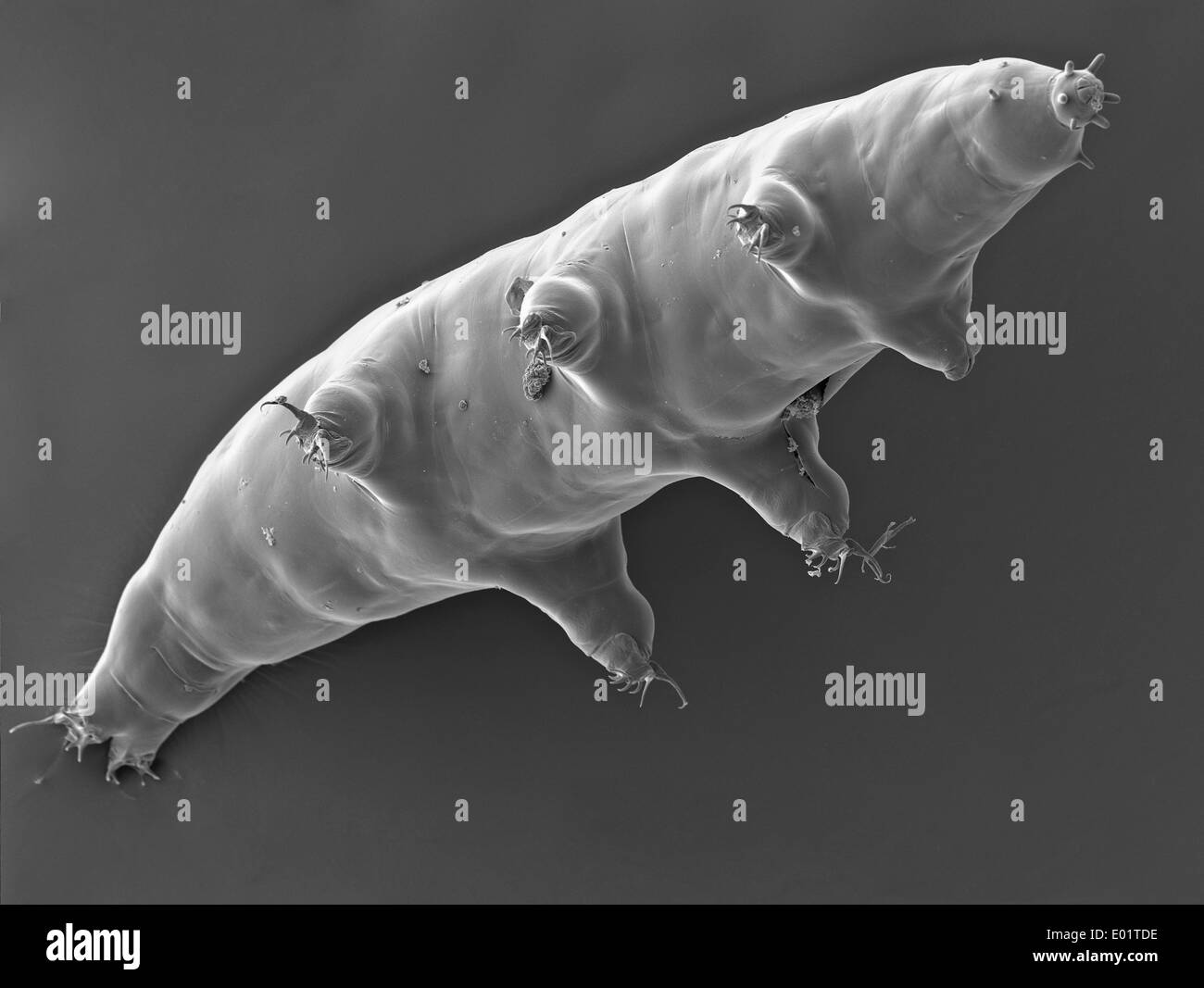 Microscopic view of a Tardigrades or water bear (Milnesium tardigradum) a extremophile organism that can thrive in extreme conditions captured October 21, 2011 in Saguaro National Park, Arizona. Stock Photo