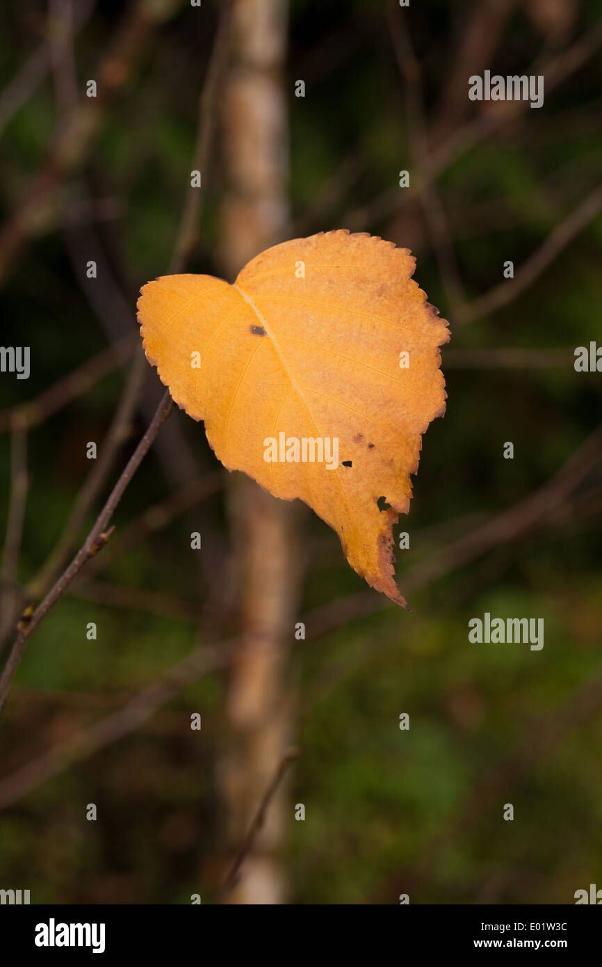 Downy Birch (Betula pubescens). Autumn leaf. Stock Photo