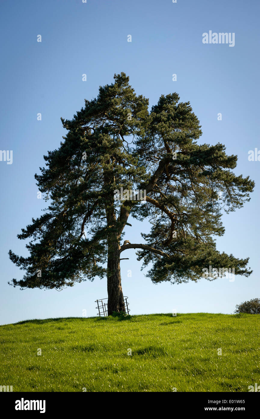 Lonesome pine on the Borde Hill Estate near Haywards Heath, West Sussex, UK Stock Photo