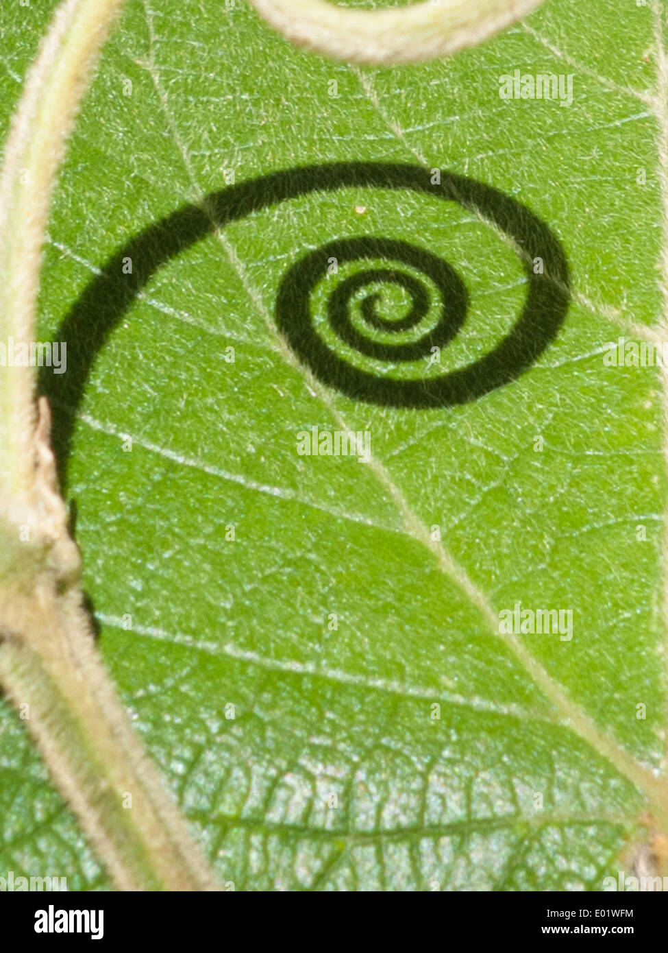 Curled shadow of a new shoot opening on a green leaf, Mata Atlantica forest. Stock Photo