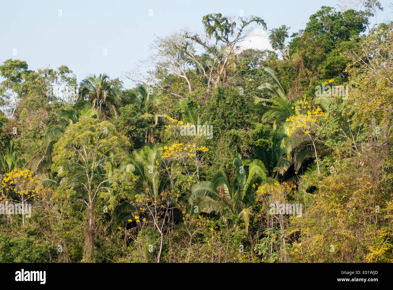 Para state, Brazil. Biodiversity of the Amazon forest. Stock Photo