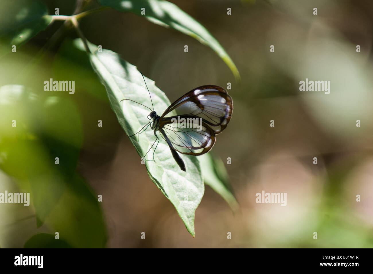 Clearwing or Glasswing butterfly, with trasparent wings (Greta polissena), on leaf. Stock Photo