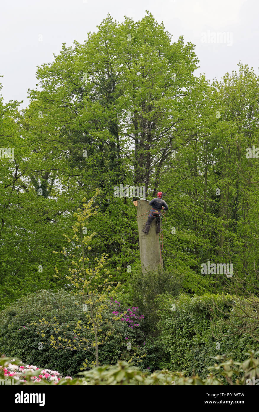 A Tree Surgeon using a chain saw reduces the trunk of a felled tree ...