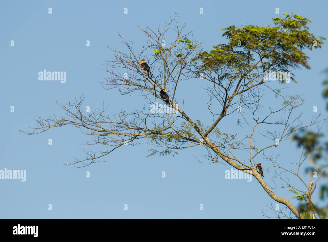 Two red-breasted toucans (tucano de bico verde) (Ramphastos dicolorus) and a red-crested woodpecker perched on a branch of a Mata Atlantica forest tree. Stock Photo