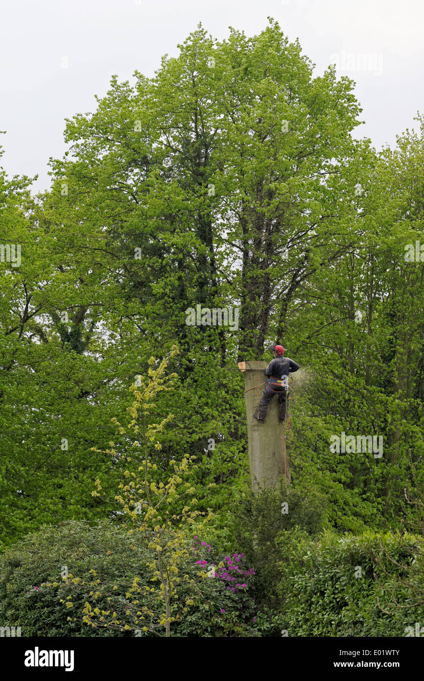 A Tree Surgeon using a chain saw reduces the trunk of a felled tree ...