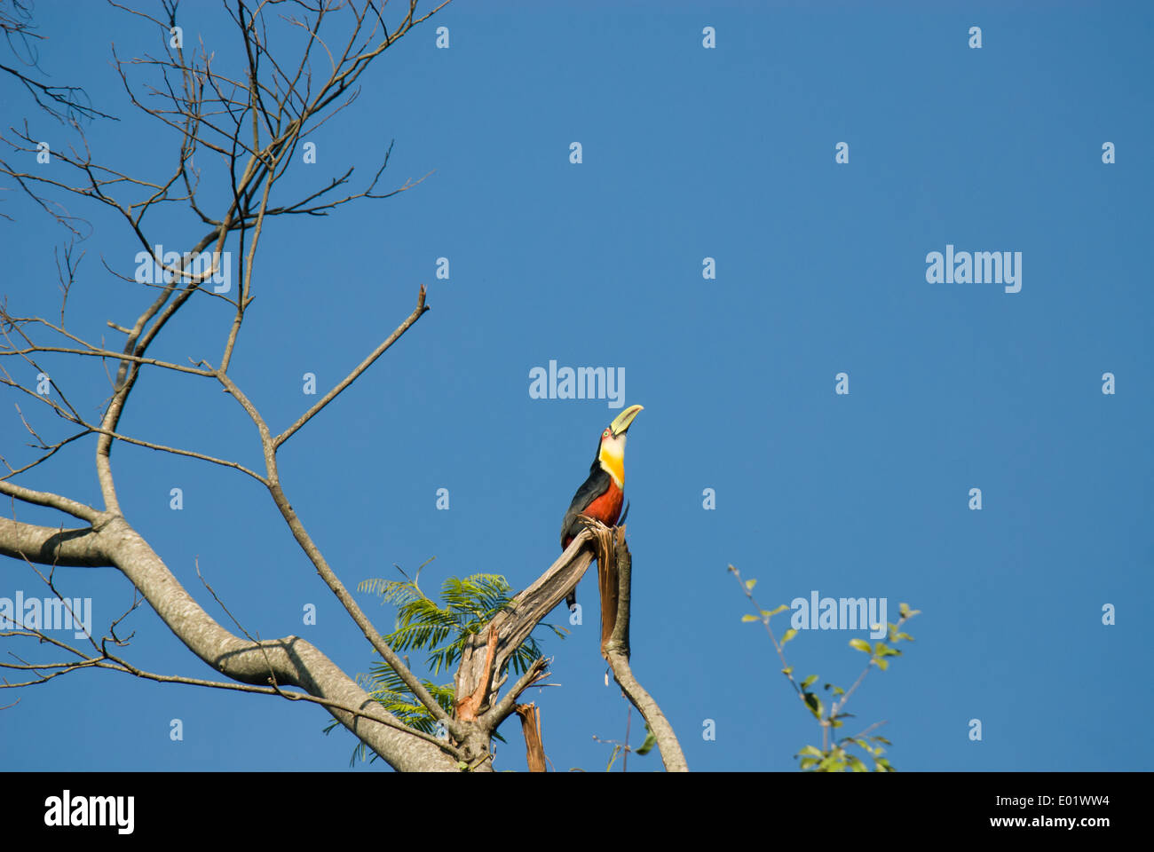 Red-breasted toucan (tucano de bico verde) (Ramphastos dicolorus) perched on a branch of a leafless tree Mata Atlantica forest. Stock Photo