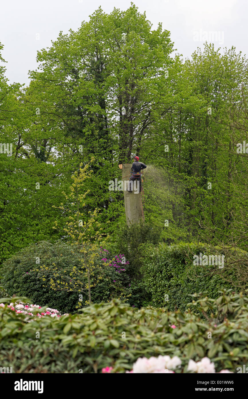 A Tree Surgeon using a chain saw reduces the trunk of a felled tree ...