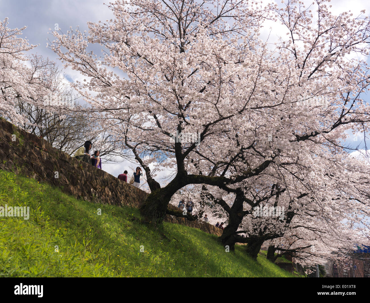 People enjoying sight of blossoming cherry tree in Kyoto, Japan Stock Photo