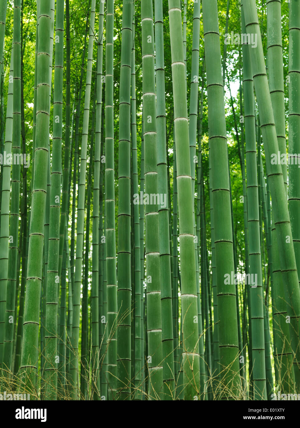 Green stems of bamboo forest. Arashiyama, Kyoto, Japan Stock Photo