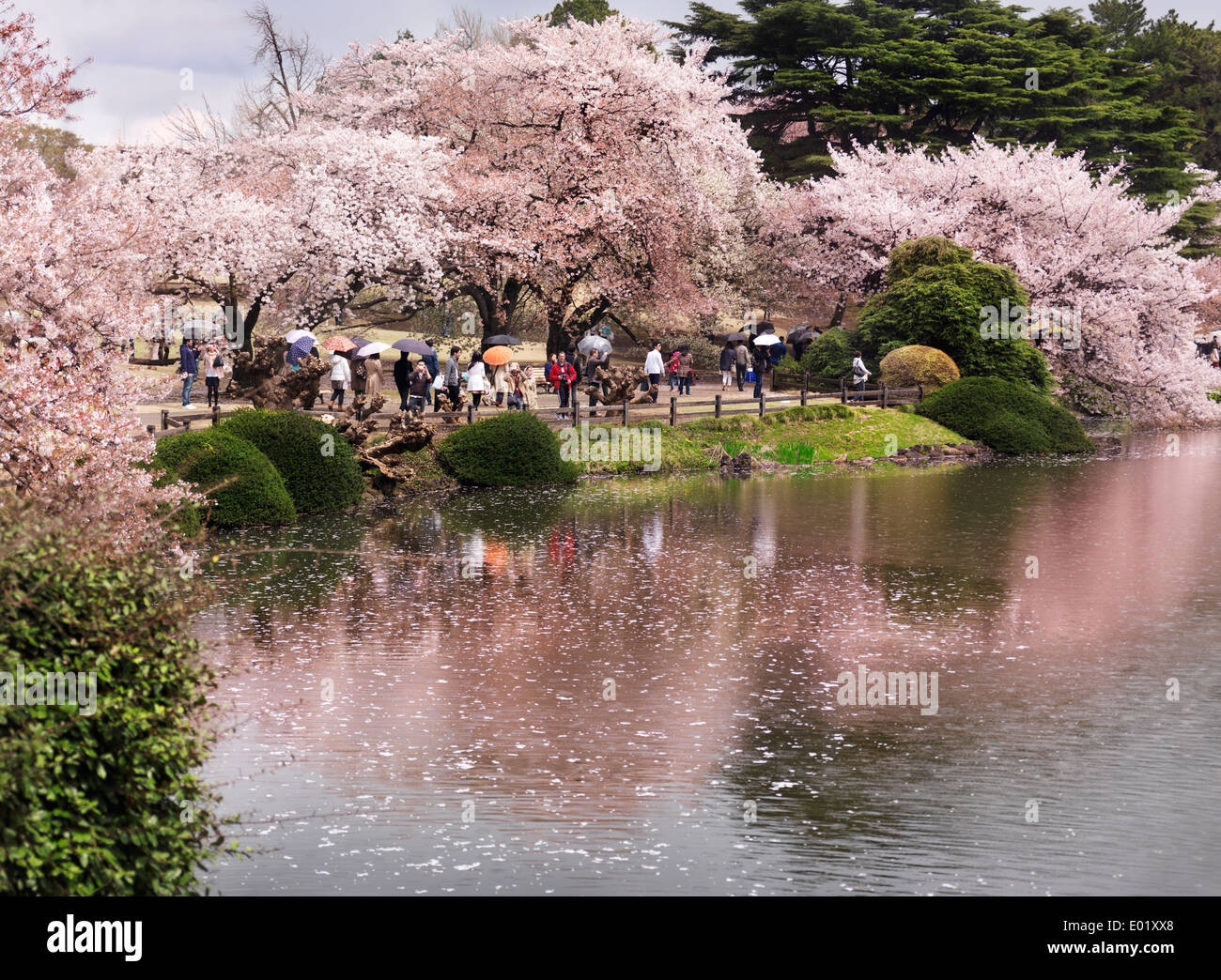 License available at MaximImages.com - Cherry blossom at Shinjuku Gyoen National Garden in Tokyo Japan Stock Photo