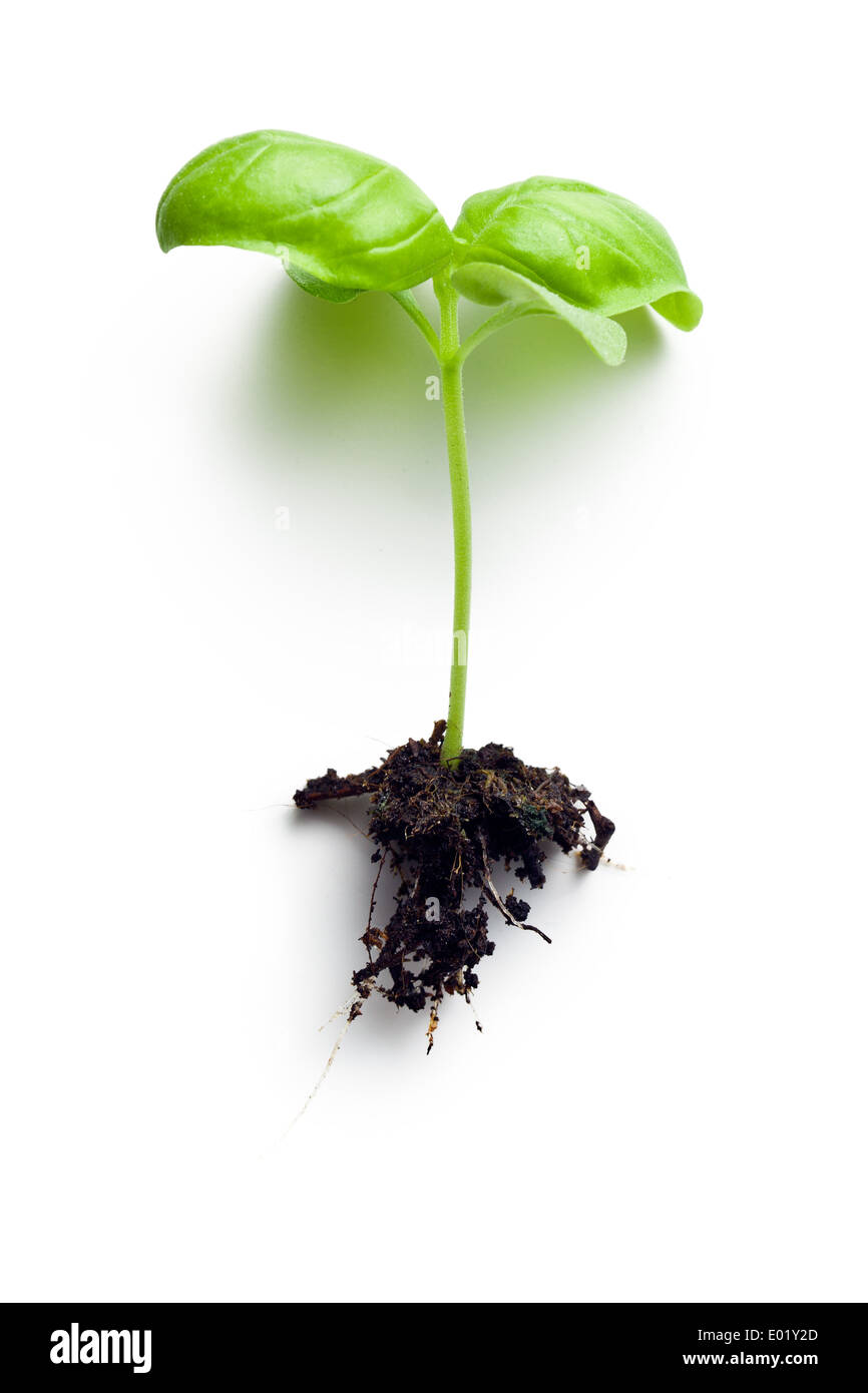the small plant of basil Stock Photo