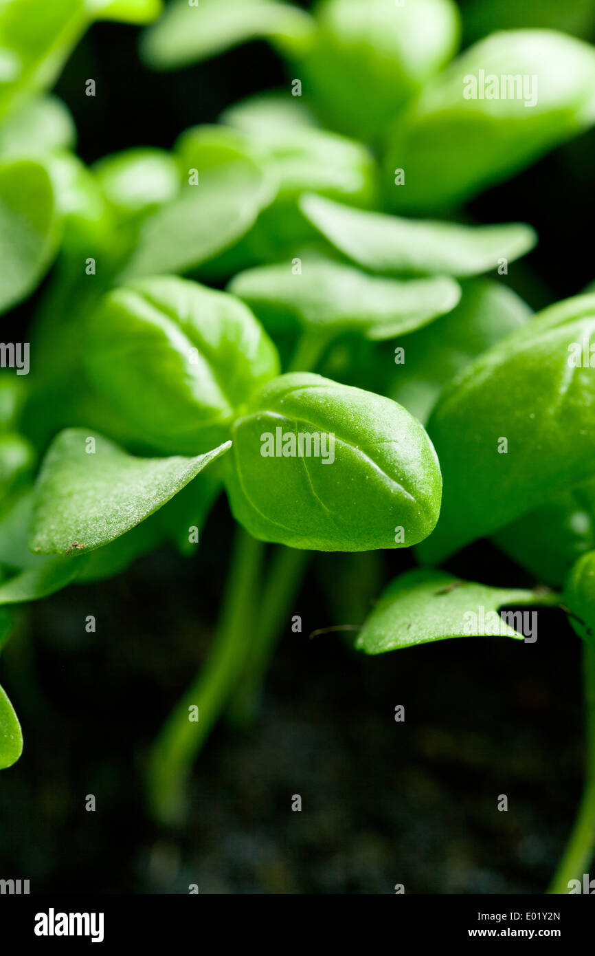 Basil plant root hires stock photography and images Alamy